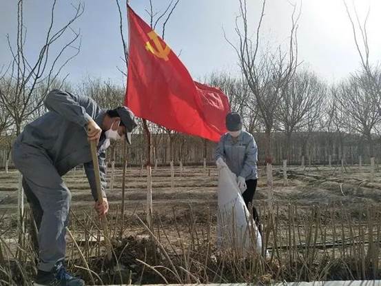 巴州金富清除雜草（牟芳芳  攝）